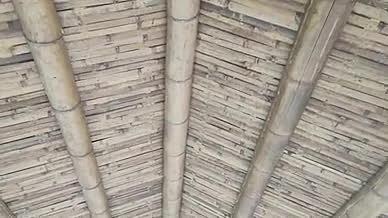 旅行拍摄竹园实拍竹子视频的预览图